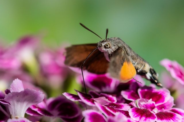 Tomáš Hulík / Nikon D500 + AF-S Micro Nikkor 105mm