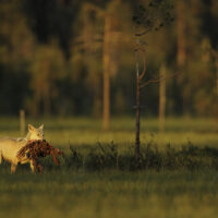 Staffan Widstrand, Wild Wonders of China, wildlife fotograf, reportér, Nikon, Nikon ambasádor, Nikon D3