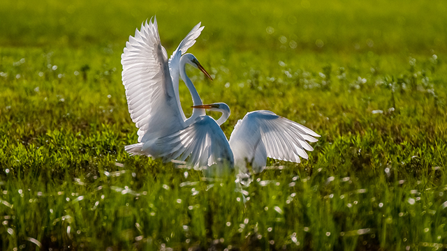 Nikon, Nikon ambasádor, Tomáš Hulík, wildlife, vtáky, fotografovanie vtáctva, divoká príroda, fotografia