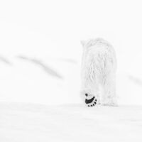 David Yarrow, Nikon, Nikon ambasádor, vyslanec Nikon