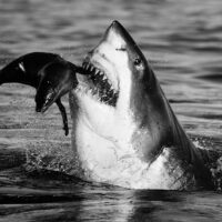David Yarrow, Nikon, Nikon ambasádor, vyslanec Nikon