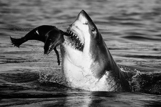 David Yarrow, Nikon, Nikon ambasádor, vyslanec Nikon