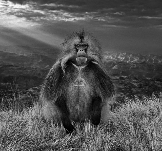 David Yarrow, Nikon, Nikon ambasádor, vyslanec Nikon