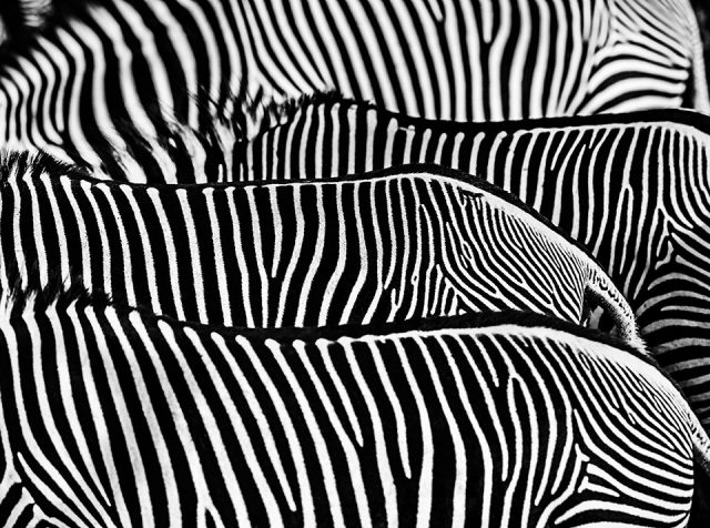 David Yarrow, Nikon, Nikon ambasádor, vyslanec Nikon